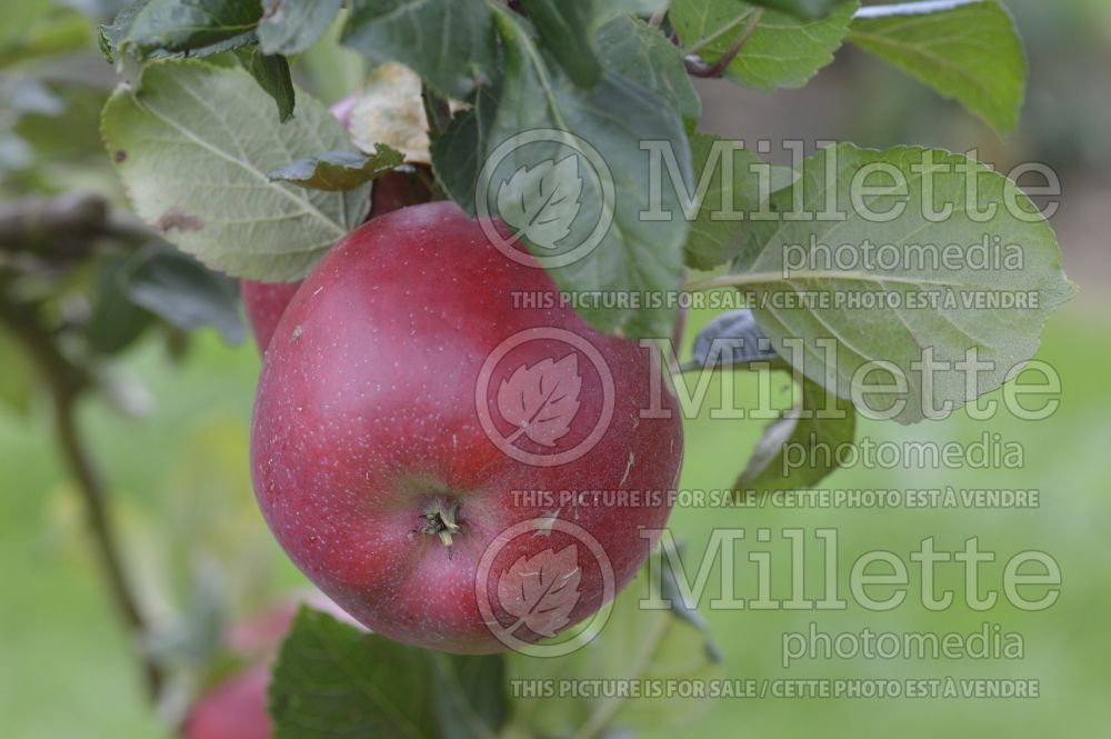 Malus Red Devil (Apple tree) 3 