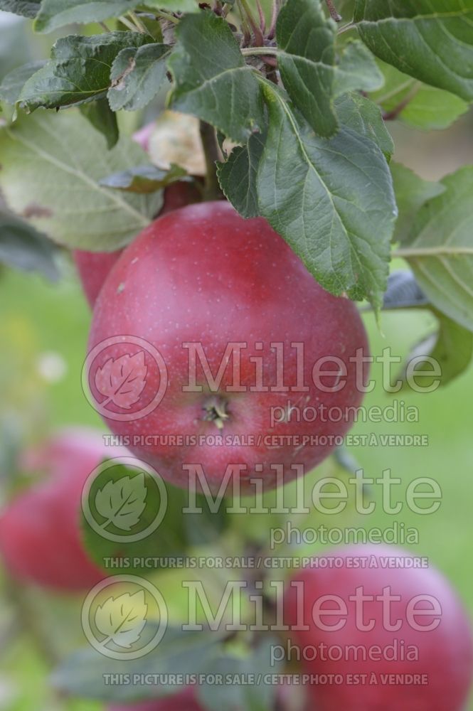 Malus Red Devil (Apple tree) 5 