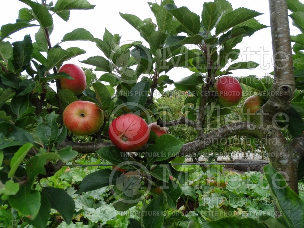 Malus Red Devil (Apple tree) 4 