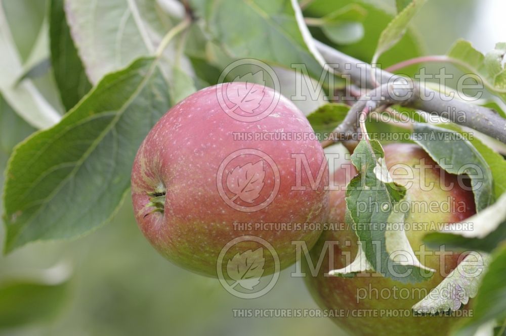 Malus Red Ellison (Apple tree) 1