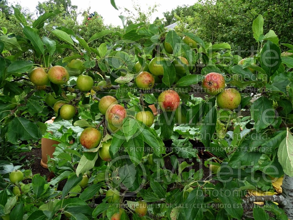 Malus Red Falstaff (Apple tree) 1 