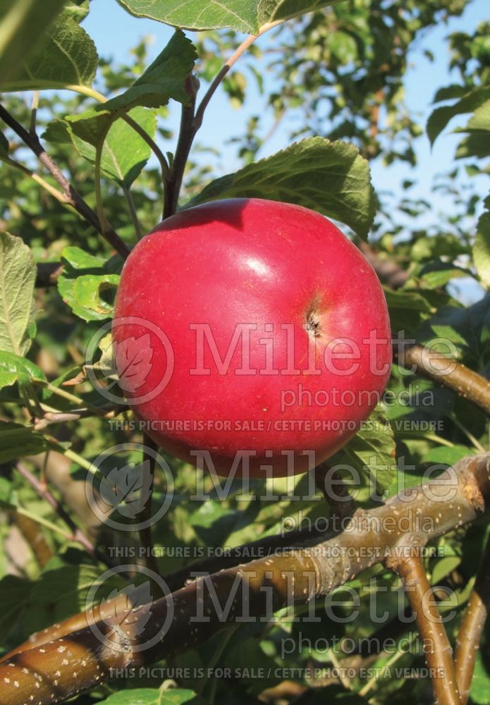 Malus Red Fuji (Apple tree fruit pomme) 1