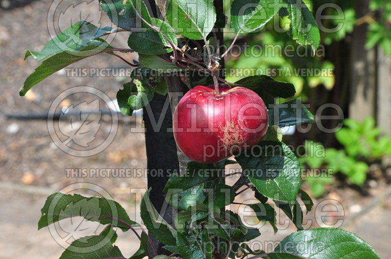 Malus Redlove Sirena (Apple tree) 1 