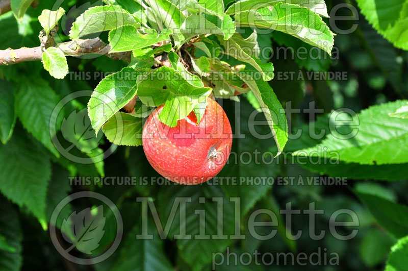 Malus Red Windsor (Apple tree) 1 