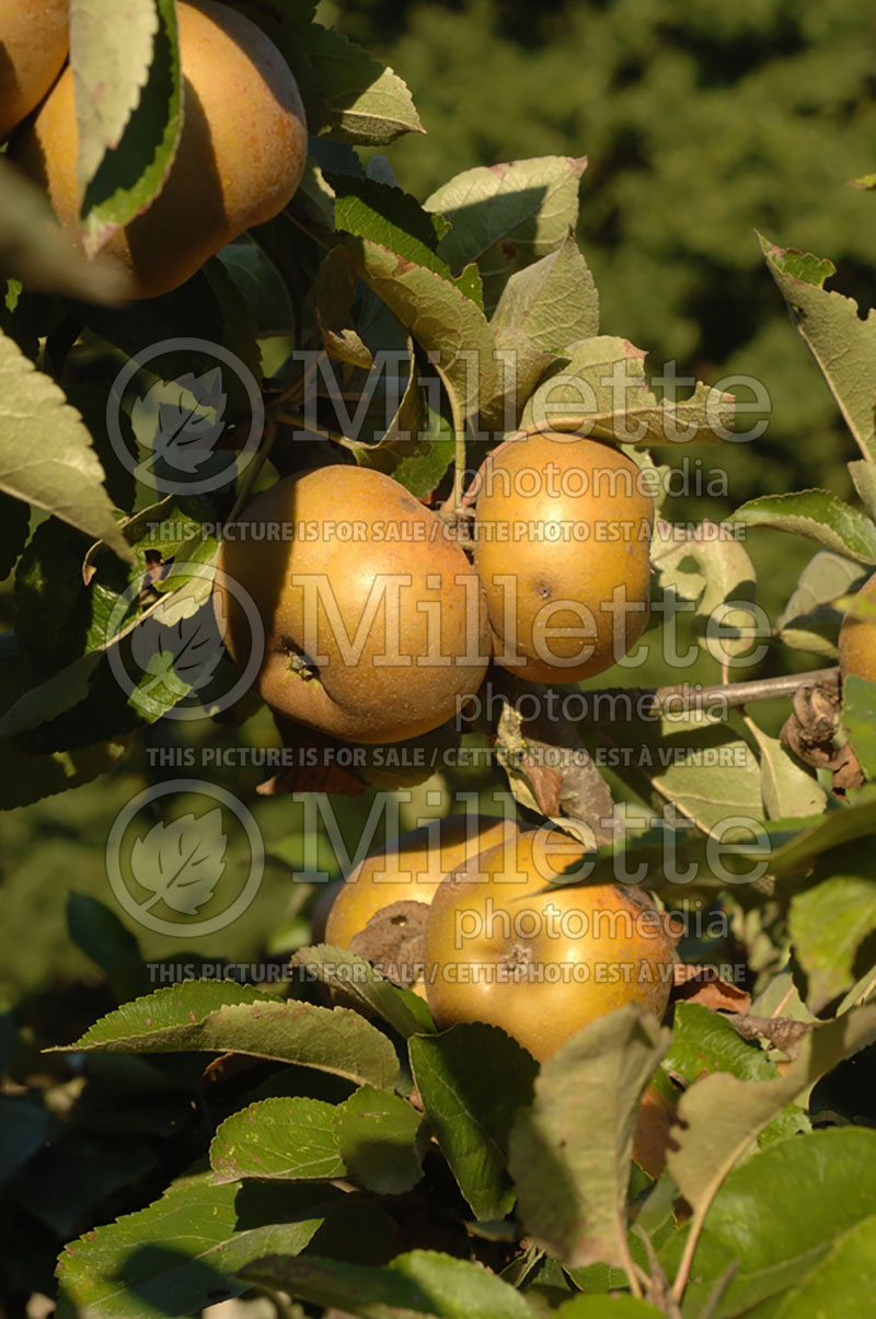 Malus Reinette Grise du Canada (Apple tree fruit - pomme) 1 