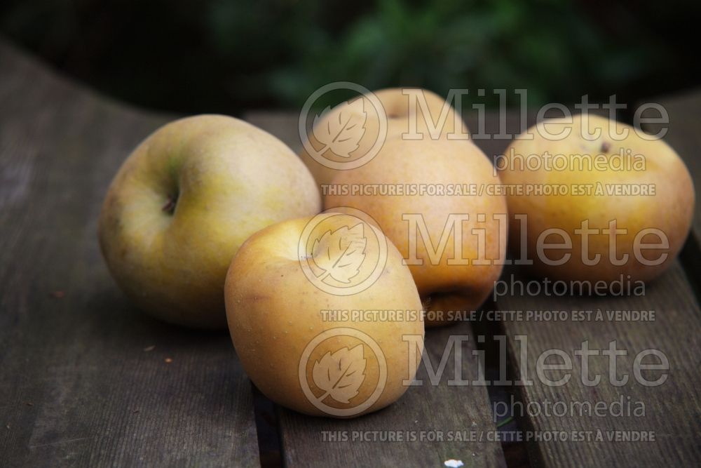 Malus Reinette Grise du Canada (Apple tree fruit - pomme) 8 