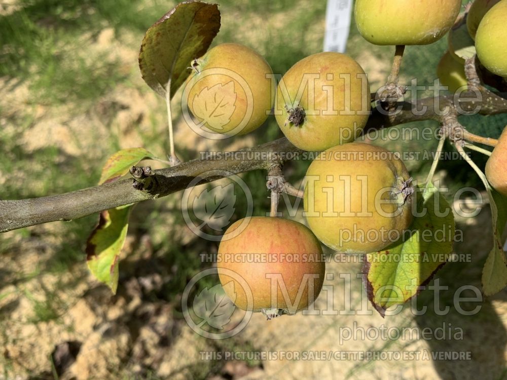 Malus Reinette Grise du Canada (Apple tree fruit - pomme) 9 
