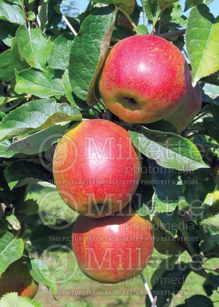 Malus Royal Gala (Apple tree fruit pomme) 1