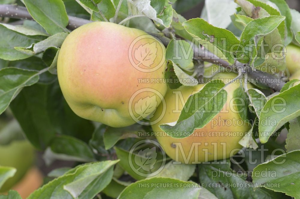 Malus Signe Tillisch (Apple tree) 1
