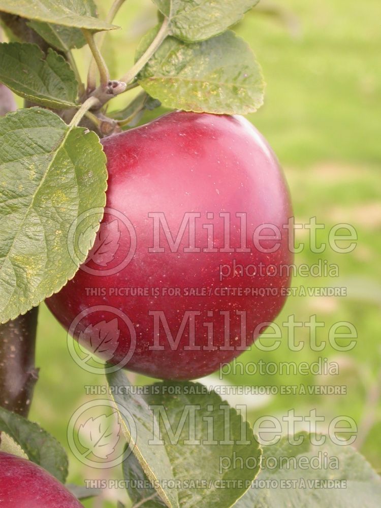 Malus Spartan (Apple tree fruit pomme) 2
