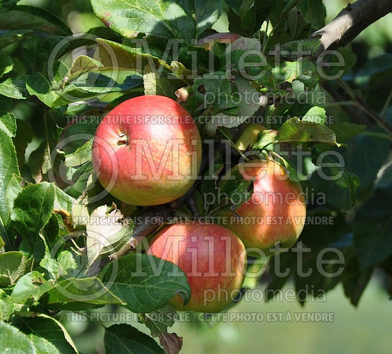 Malus Sterappel (Apple tree) 1 