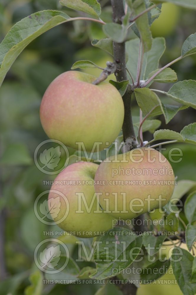 Malus Sweet Lading (Apple tree) 1