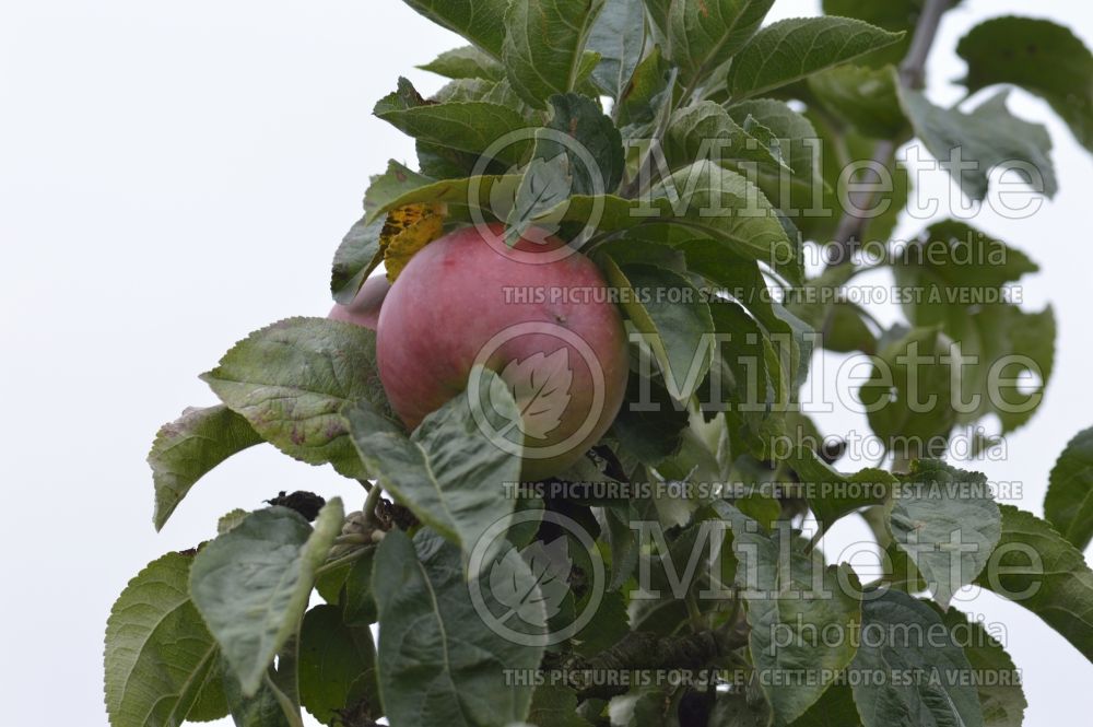 Malus Tom Putt (Apple tree fruit pomme) 1 