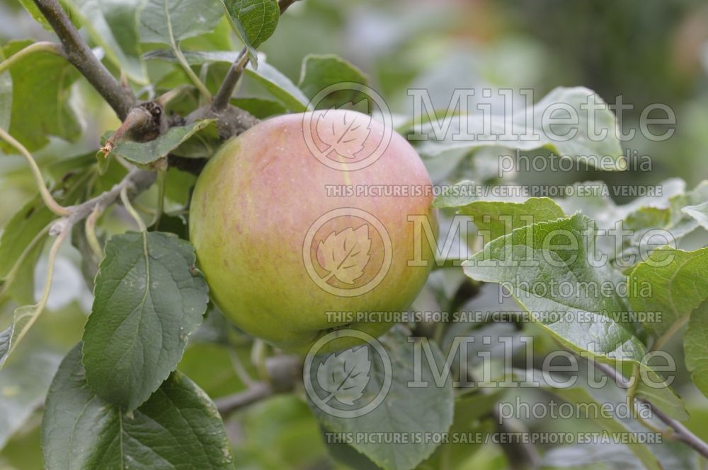 Malus Victory (Apple tree fruit - pomme) 1