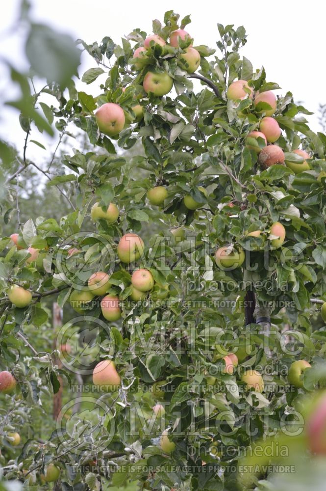 Malus Victory (Apple tree fruit - pomme) 2