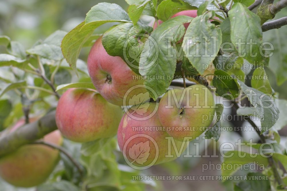 Malus Victory (Apple tree fruit - pomme) 3