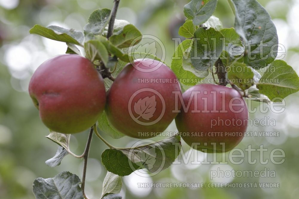 Malus Violette (Apple tree) 3
