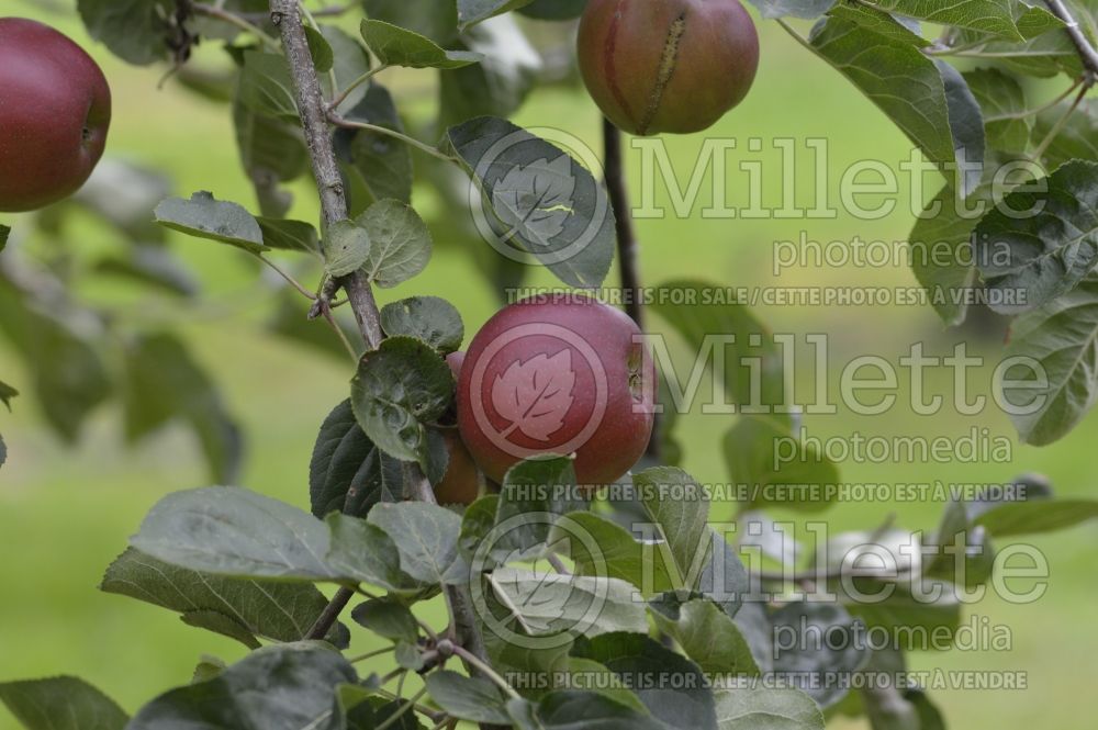 Malus Violette (Apple tree) 5