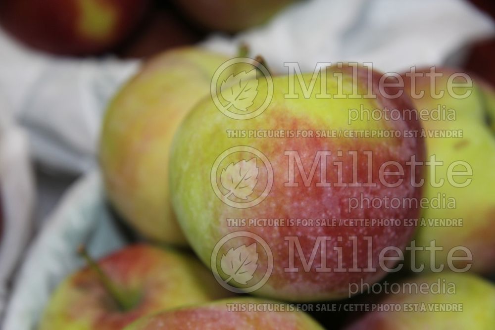 Malus Vista Bella (Apple tree fruit - pomme) 1