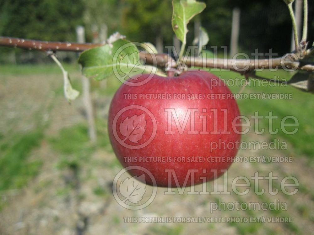 Malus Wealthy (Apple tree fruit pomme) 2