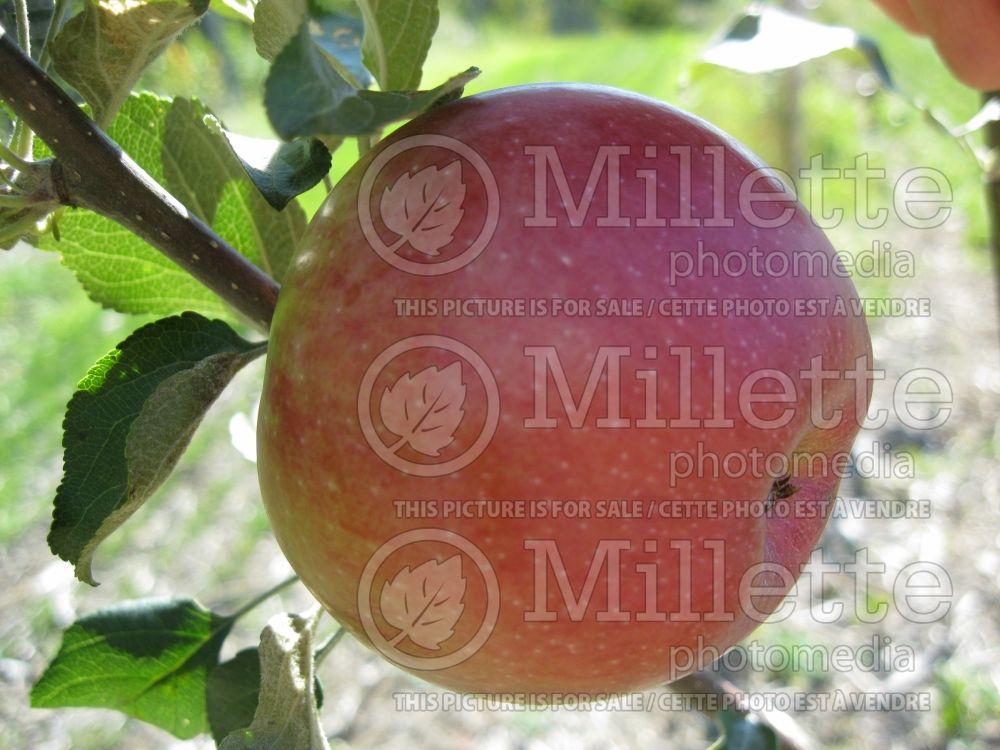 Malus Wealthy (Apple tree fruit pomme) 3