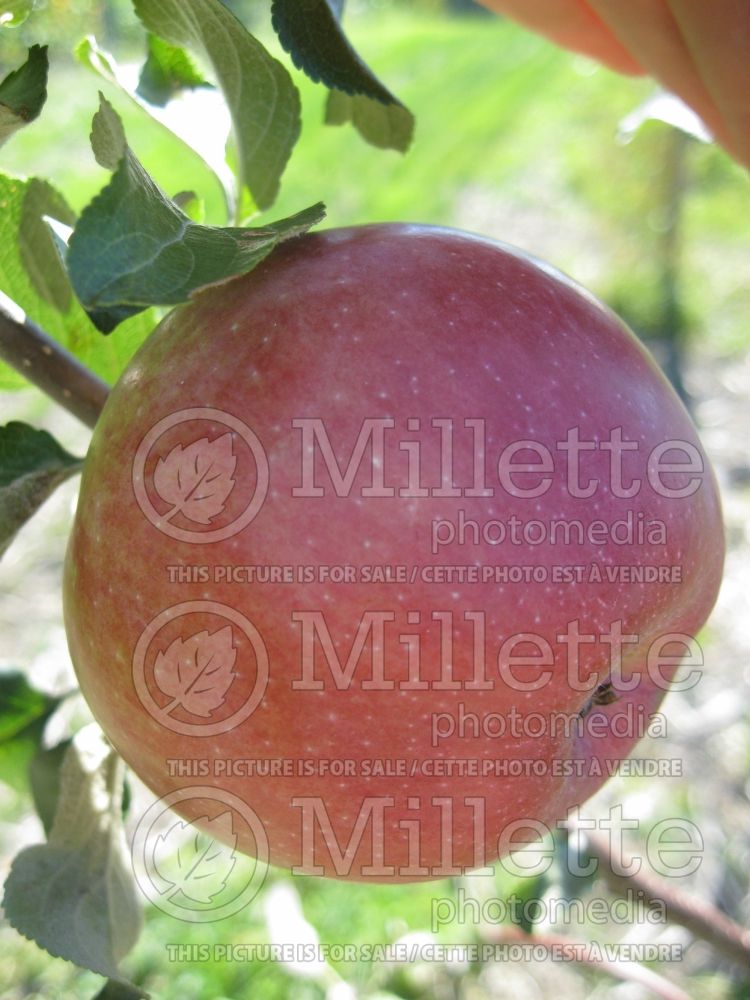 Malus Wealthy (Apple tree fruit pomme) 4