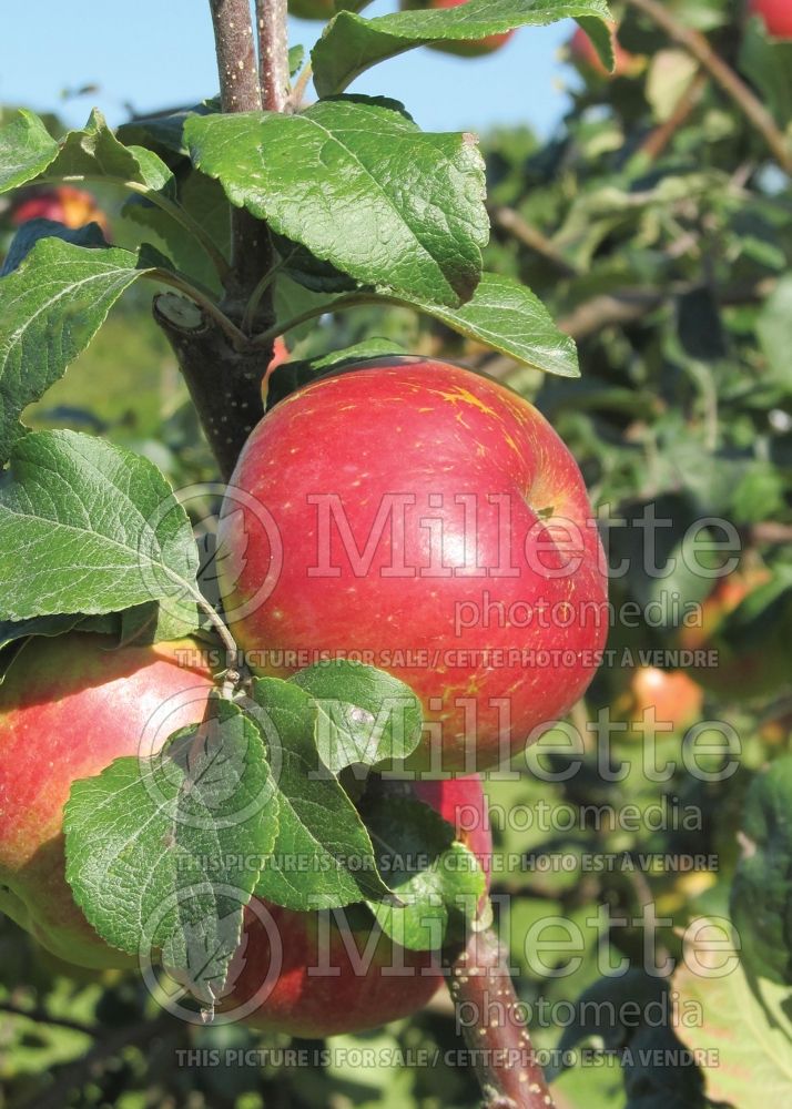 Malus Wealthy (Apple tree fruit pomme) 5