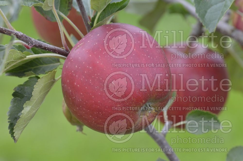Malus Wellant (Apple tree) 1