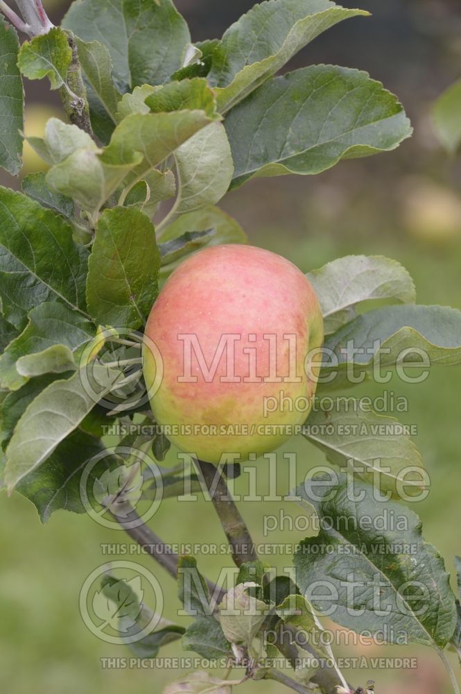 Malus Winter Hawthornden (Apple tree) 2
