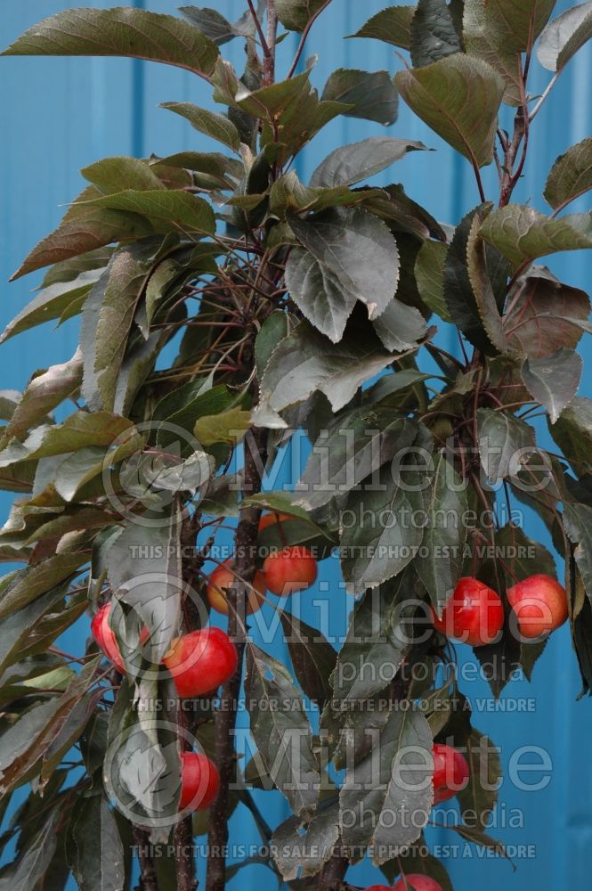 Malus Dreamweaver (Crabbapple tree – fruit - Pommetier) 6