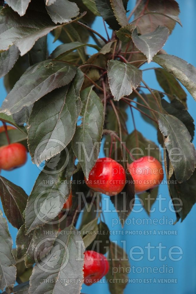 Malus Dreamweaver (Crabbapple tree – fruit - Pommetier) 5