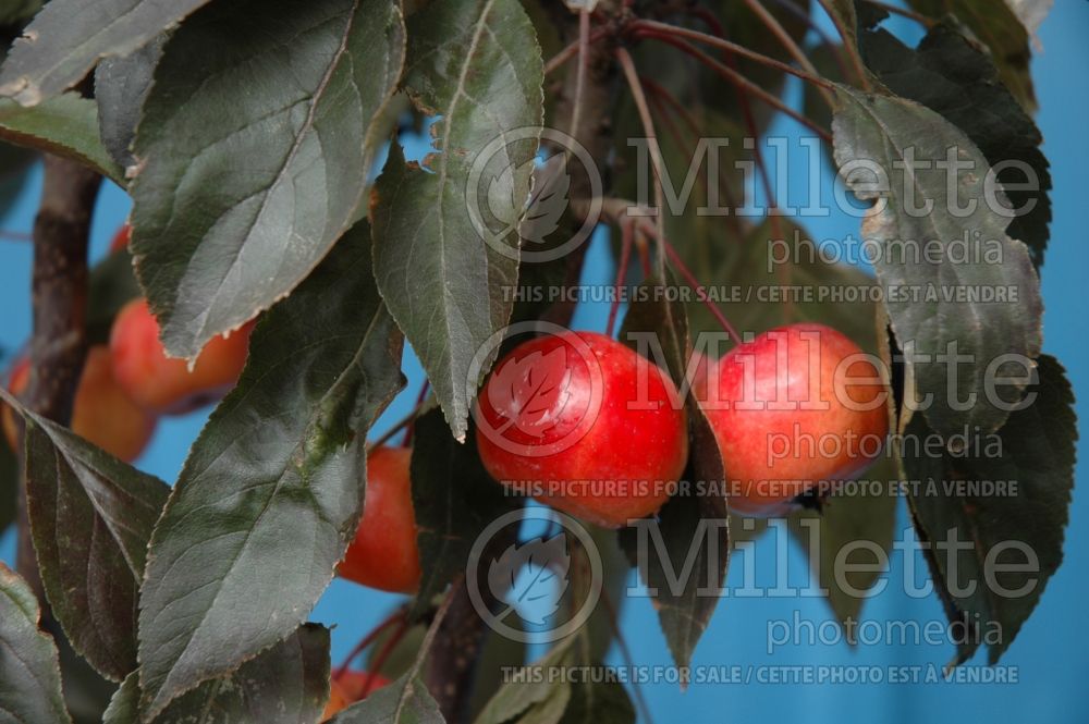Malus Dreamweaver (Crabbapple tree – fruit - Pommetier) 4