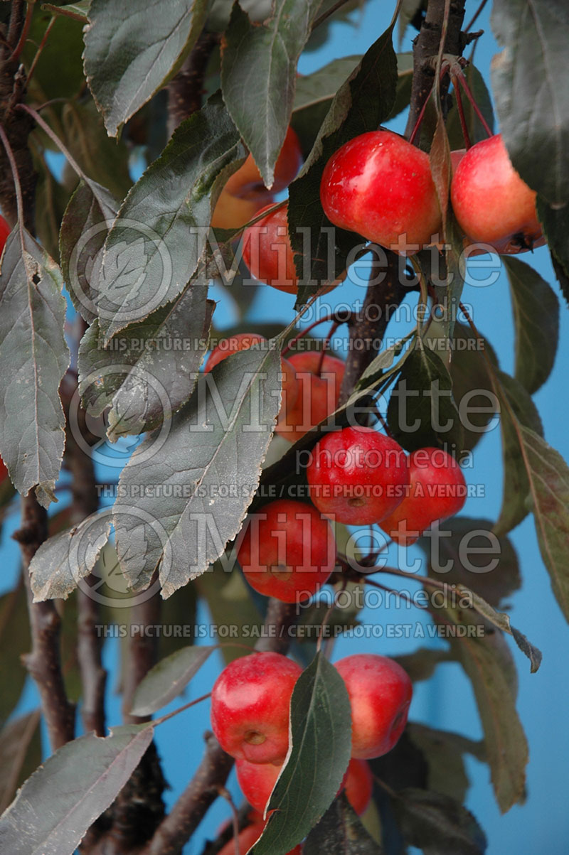 Malus Dreamweaver (Crabbapple tree - Pommetier) 1