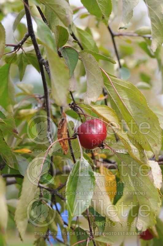 Malus Echtermeyer (Crabapple tree) 2 