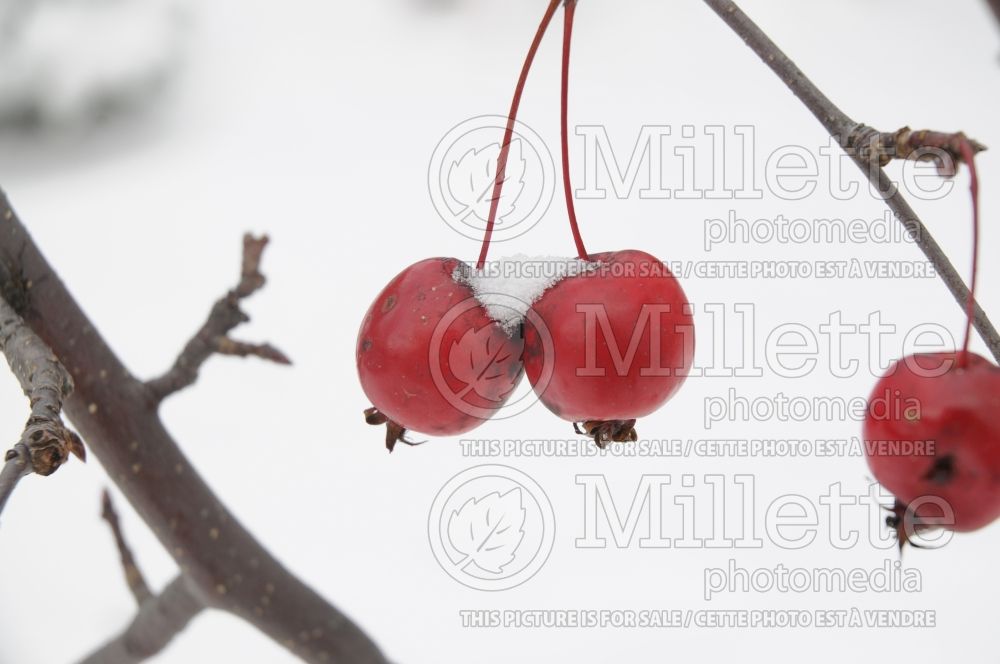 Malus Echtermeyer (Crabapple tree) 3 