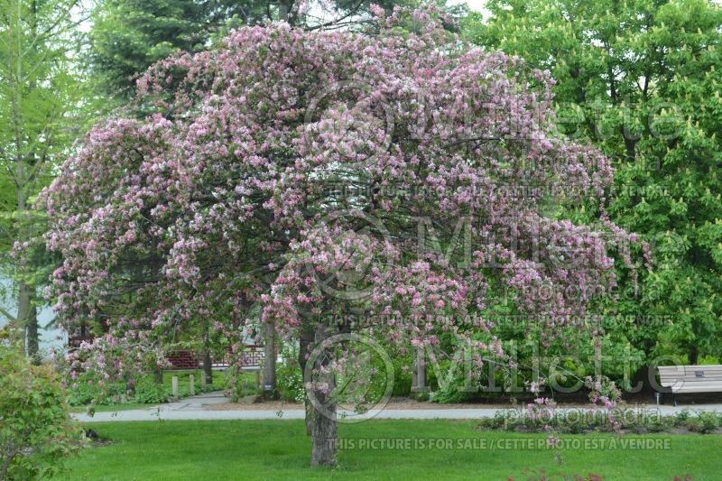 Malus Echtermeyer (Crabapple tree) 4 