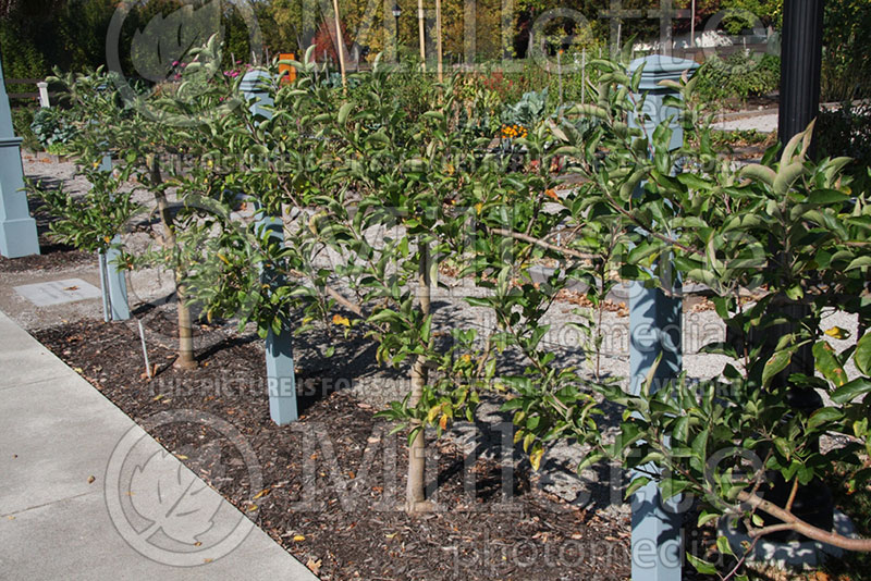 Malus - Apple tree espalier 1 