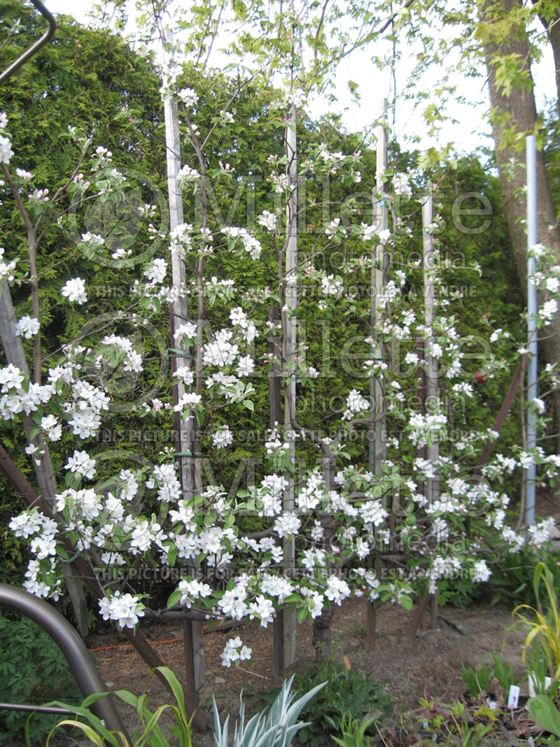 Malus - Apple tree espalier 2 