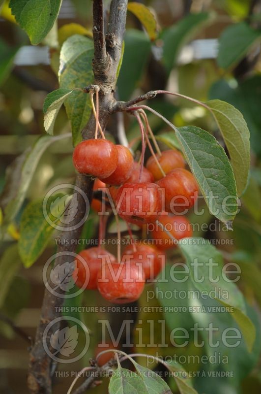 Malus Evereste or Perpetu (Crabapple) 1 