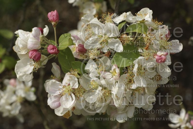 Malus Evereste or Perpetu (Crabapple) 3 