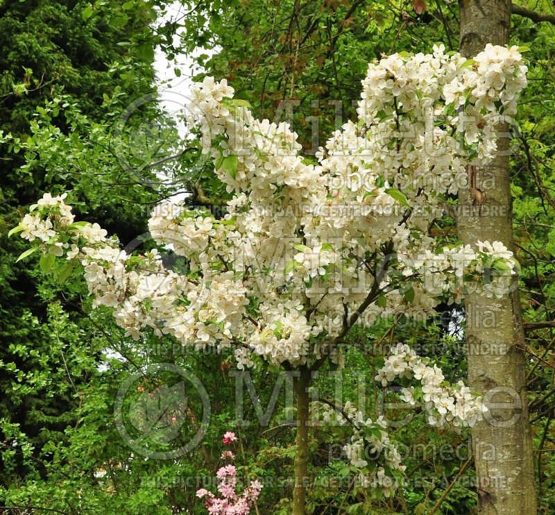 Malus Evereste or Perpetu (Crabapple) 4 