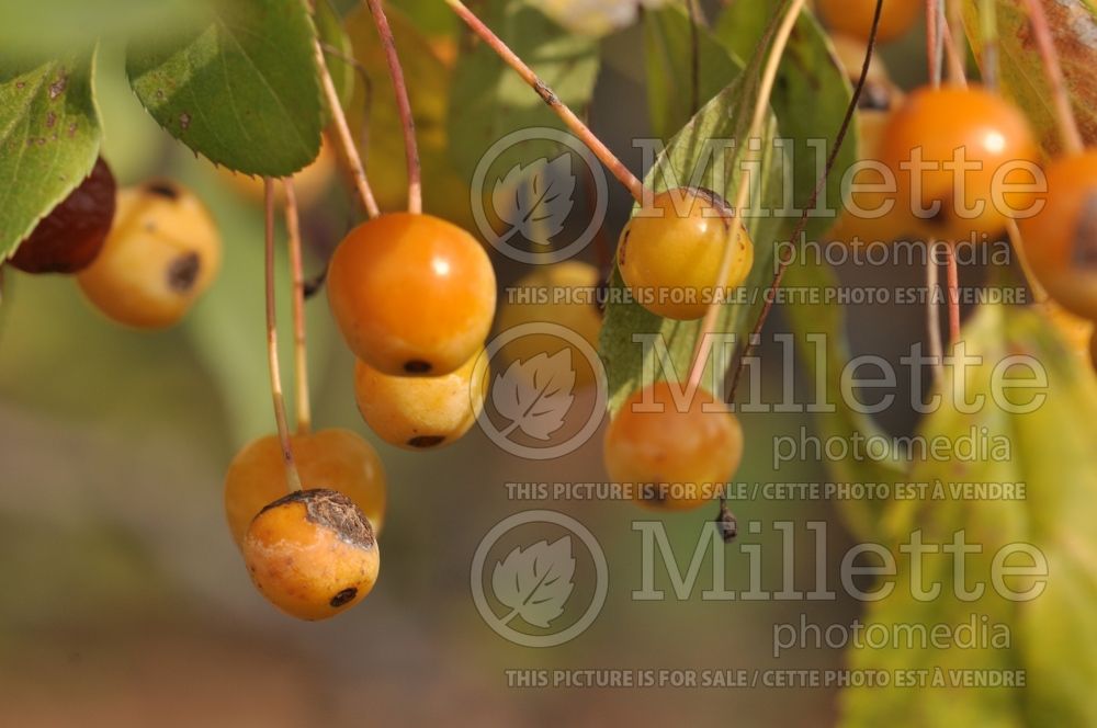 Malus floribunda (crabapple) 2 