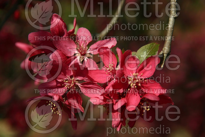 Malus floribunda (crabapple) 5 