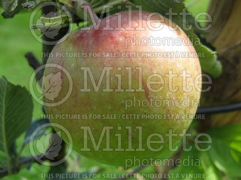 Malus Gemini (Apple tree)  1