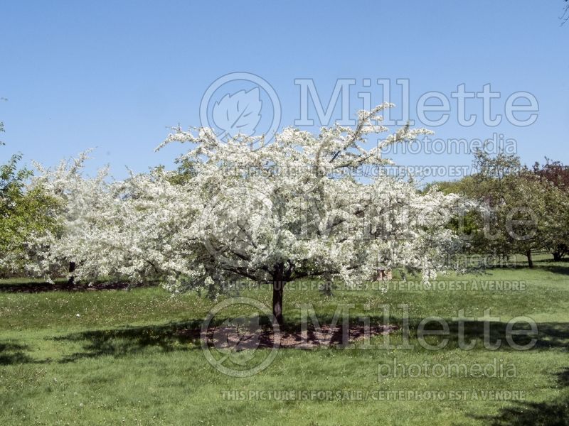 Malus Golden Raindrops (Crabapple) 1 