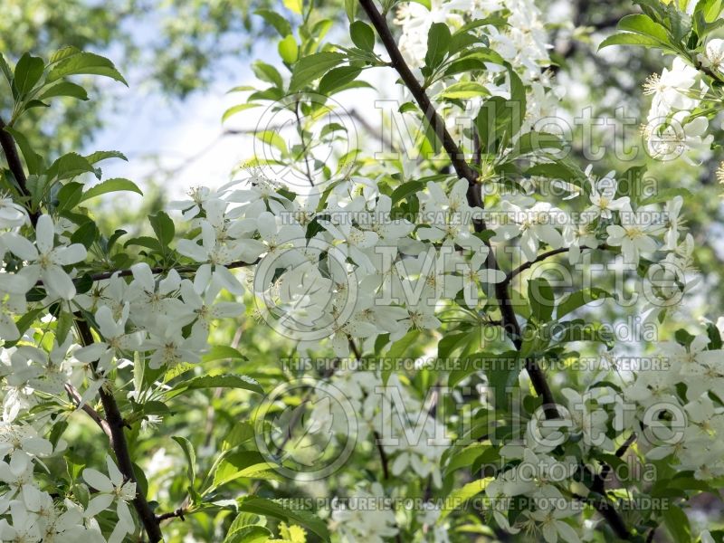 Malus Golden Raindrops (Crabapple) 5 