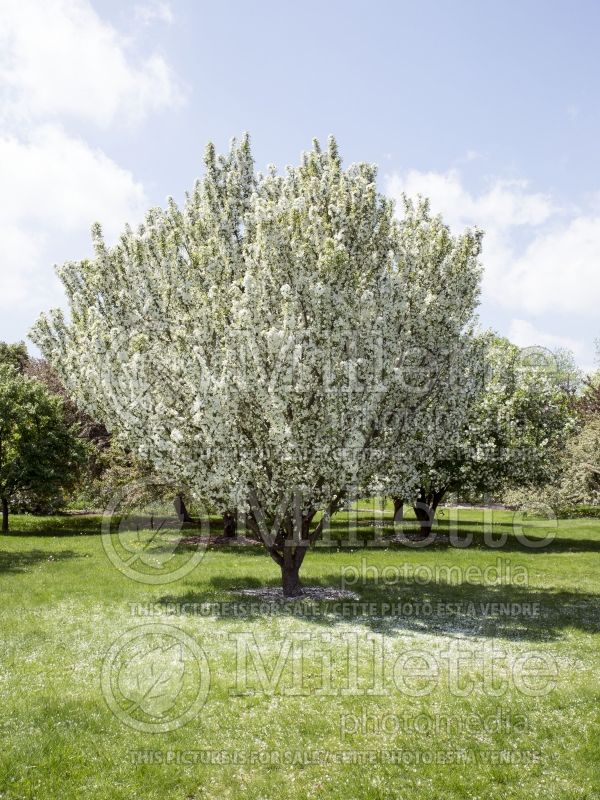 Malus Golden Raindrops (Crabapple) 2 