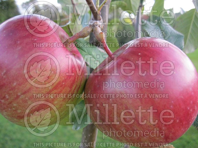 Malus Haralred (Apple tree)  2