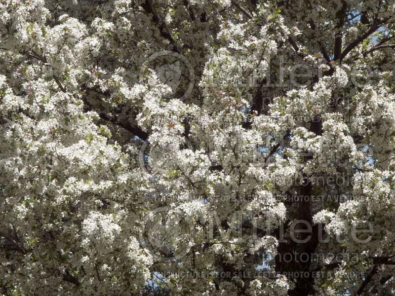 Malus Harvest Gold or Hargozam (crabapple) 3 