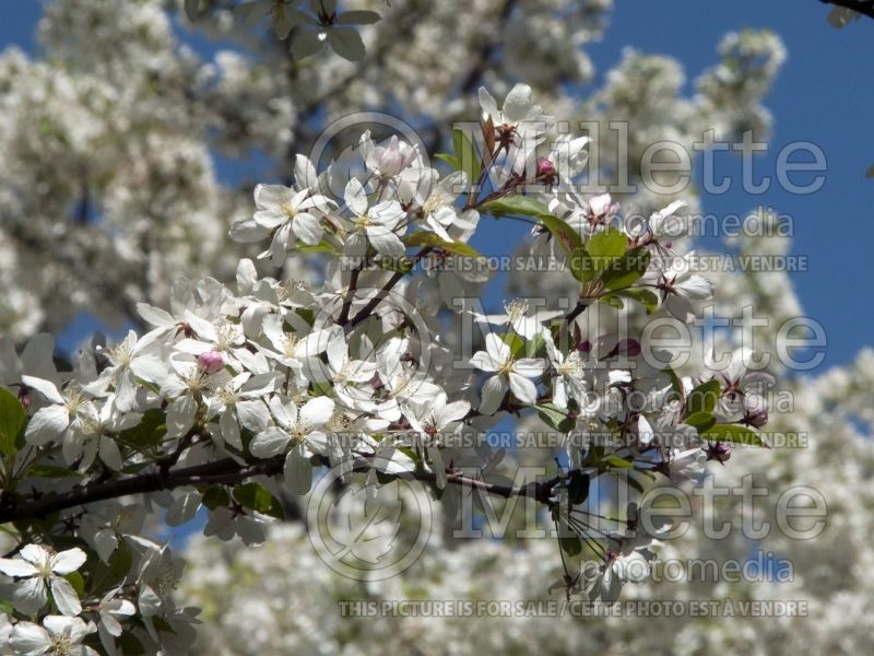 Malus Harvest Gold or Hargozam (crabapple) 4 